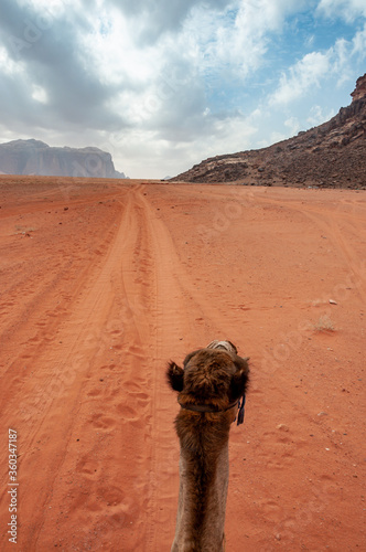 View from sitting atop a camel in Wadi Rum, Jordan