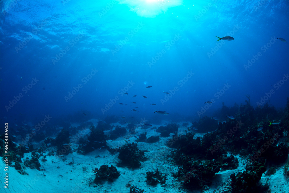Underwater scenery with coral reef and sunlight