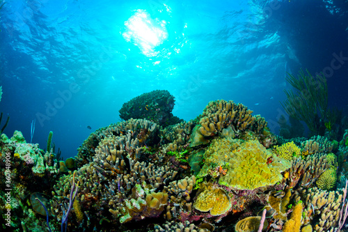Yellow coral reef with sun in the back © puntel