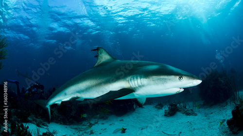 Big Caribbean Reef Shark in the middle of the frame
