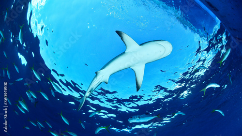 Reef shark swimming in the blue with sunlight in the back