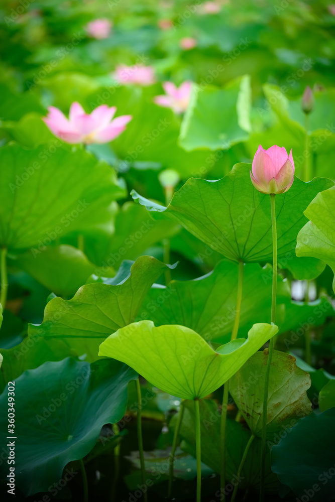 lotus flower in a pond vertical composition lotus flower in a pond vertical composition
