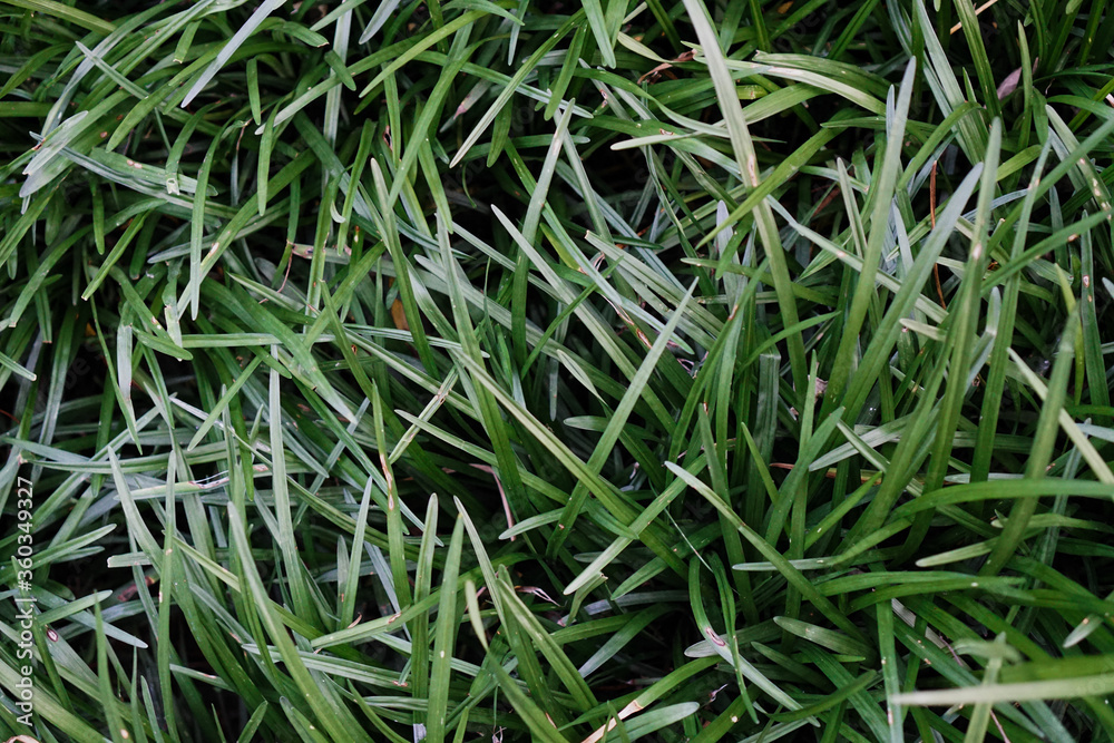 Close-up top view of long grass in garden Close-up top view of long grass in garden