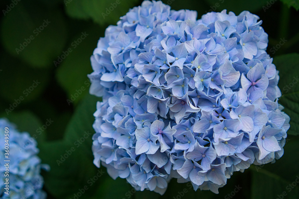 Hydrangea macrophylla, beautiful blue flowers