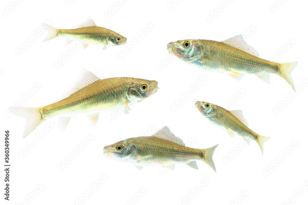 Osteochilus vittatus/ Nilem Bonylip barb fish Is a medium sized freshwater fish.from asia