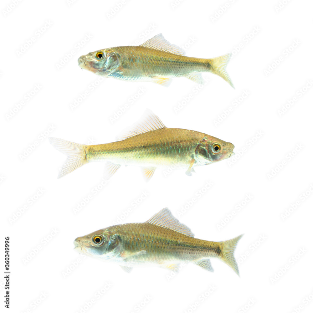 Osteochilus vittatus/ Nilem Bonylip barb fish Is a medium sized freshwater fish.from asia Osteochilus vittatus/ Nilem Bonylip barb fish Is a medium sized freshwater fish.from asia