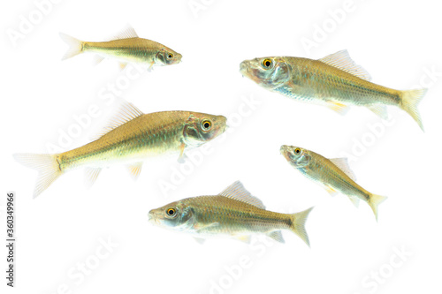 Osteochilus vittatus/ Nilem Bonylip barb fish Is a medium sized freshwater fish.from asia