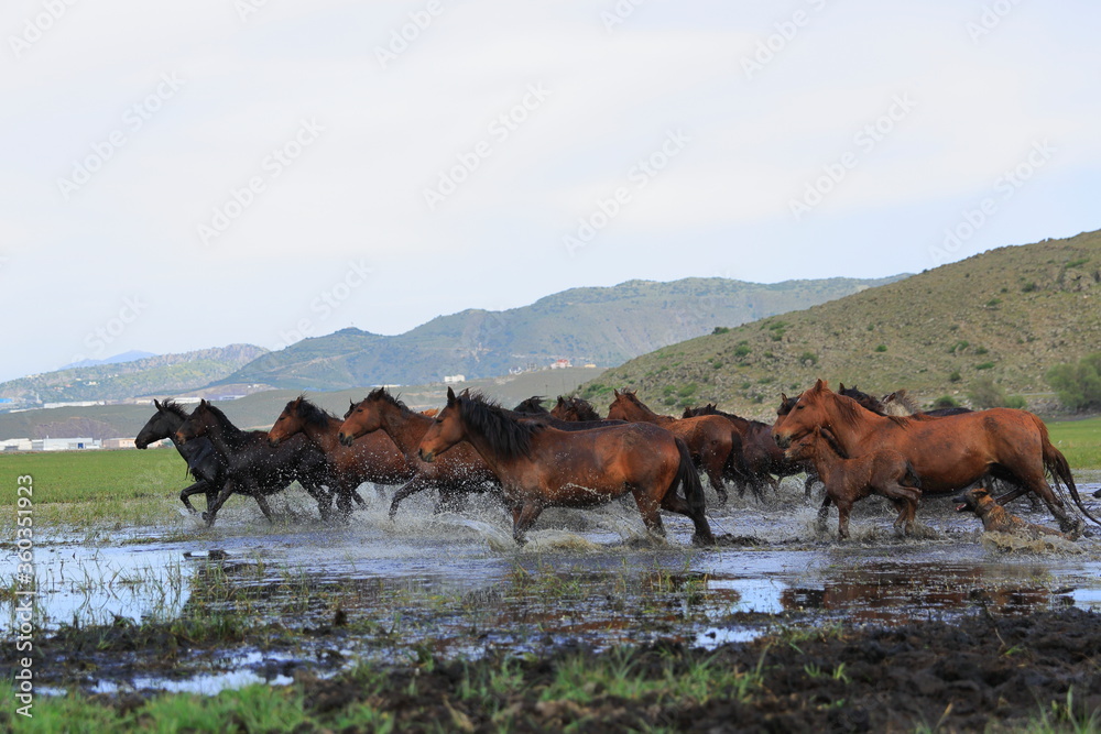 A view of free horses left to nature.