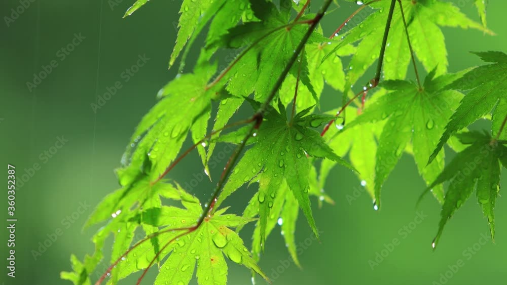 雨の日 青もみじ 梅雨 6月 雨の日 青もみじ 梅雨 6月