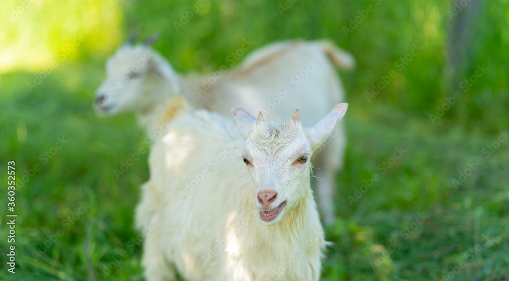 Little goats grazing in green meadow. Animals eating green grass outdoors.