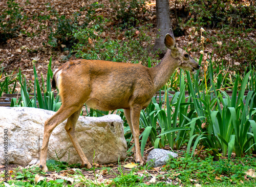 A doe eating plants in a lush garden setting in Los Angeles County, California.