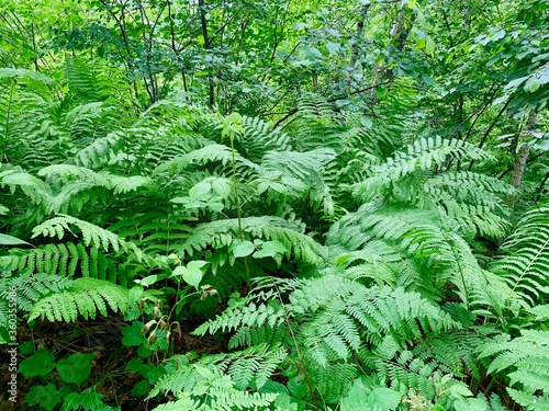 Forest Ferns Background