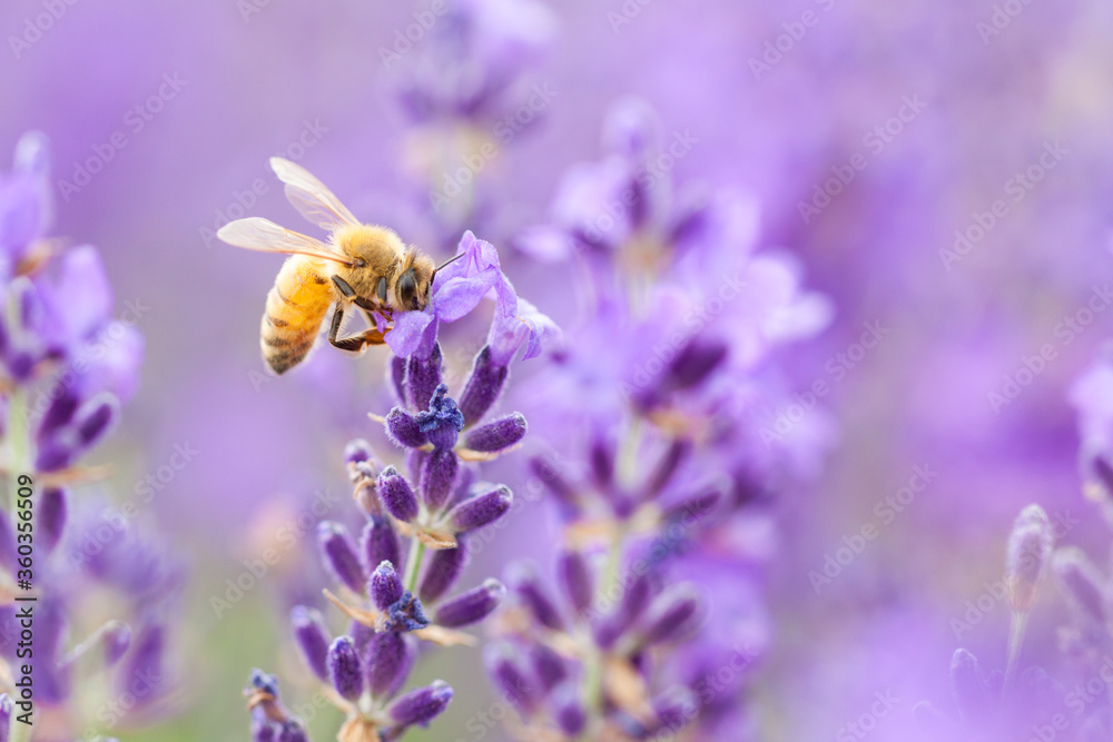 honeybee on lavender flower honeybee on lavender flower