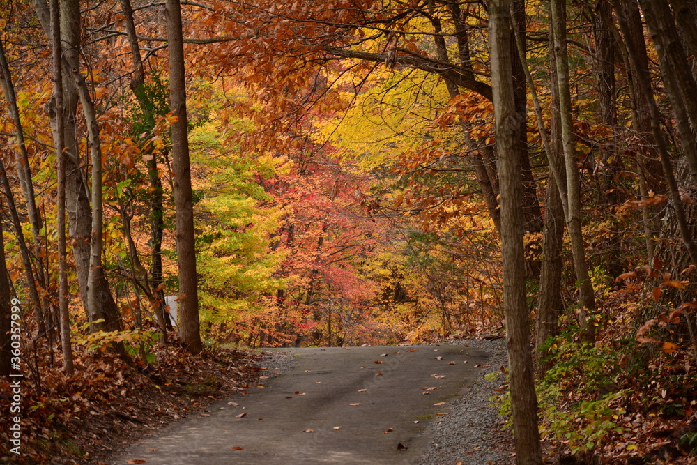 Autumn colors in Virginia