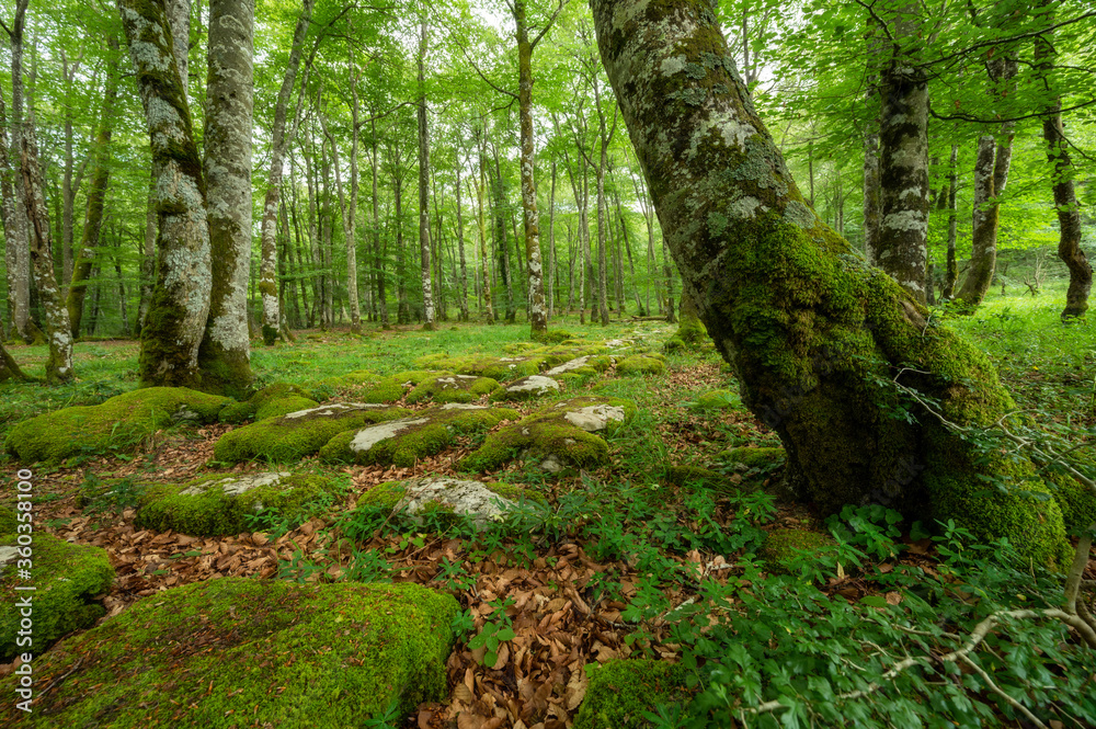Obraz premium Idyllic forest landscape with mossy stones and mossy tree trunks. Fairy tale scenary. High quality photo