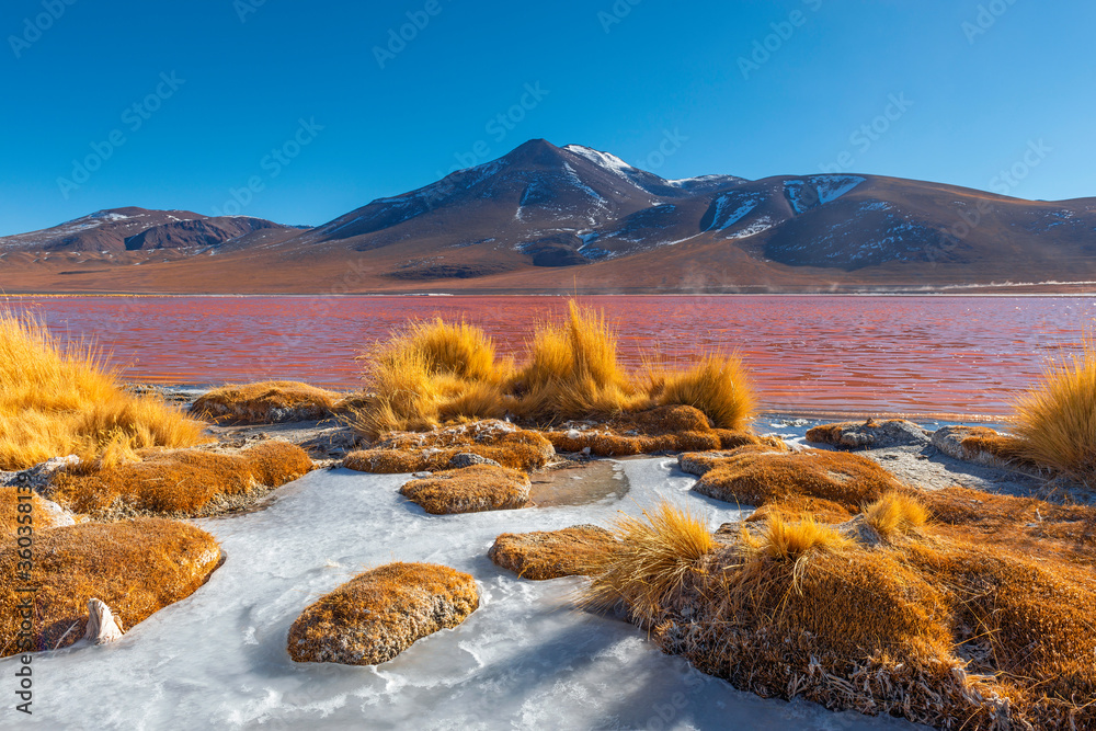Shore of the Laguna Colorada (Red Lagoon) with Andes grass and ice in winter, Uyuni salt flat desert, Bolivia.