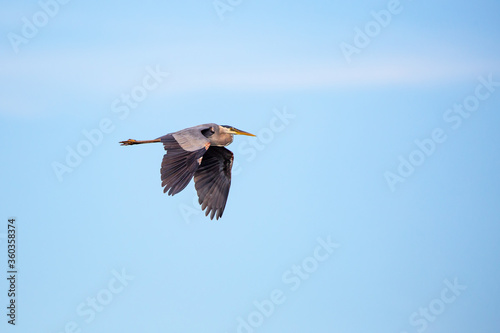 Great Blue Heron (Ardea herodias) flying in front of a blue, Wisconsin sky in June
