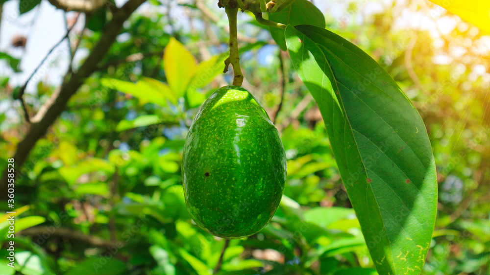 The 8th avocado species in the avocado breeding park, Tak, Thailand The 8th avocado species in the avocado breeding park, Tak, Thailand