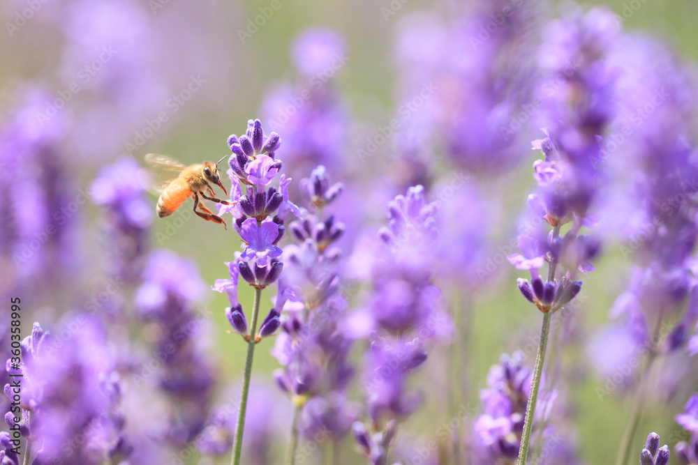 flying honeybee on lavender flower flying honeybee on lavender flower