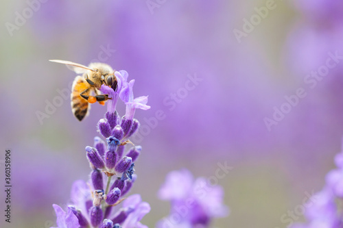  honeybee on lavender flower