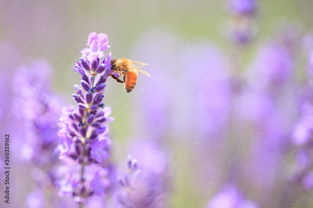 bee on lavender flower