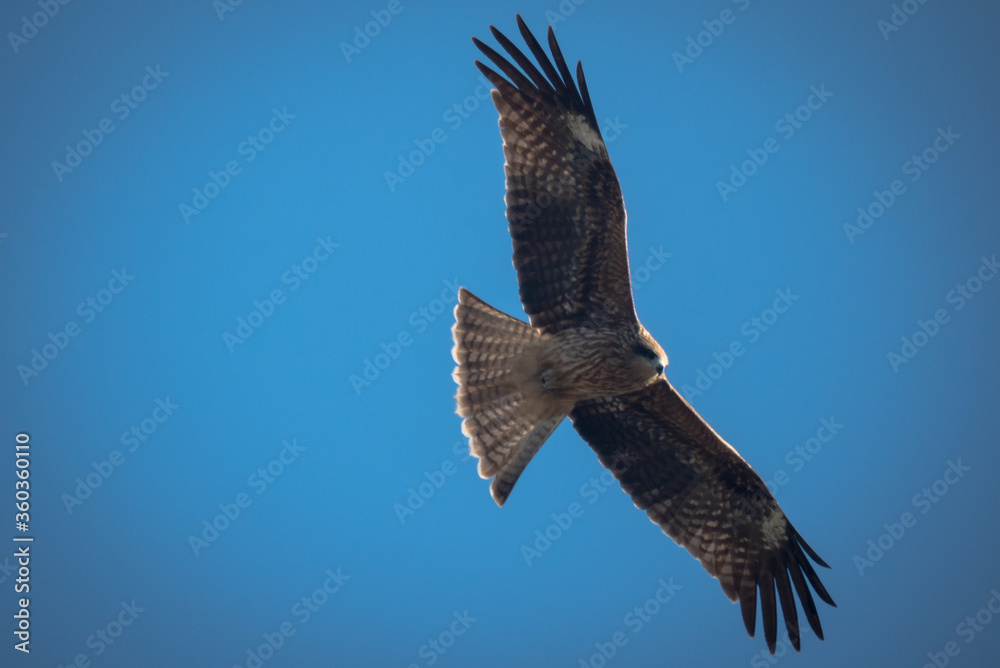 Obraz premium eagle in flight