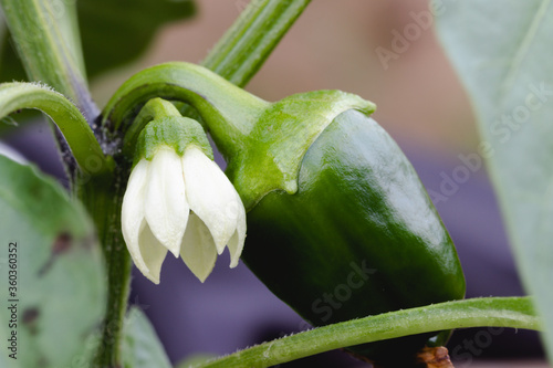 Green Bell Pepper Plant with White Flower-macro close up