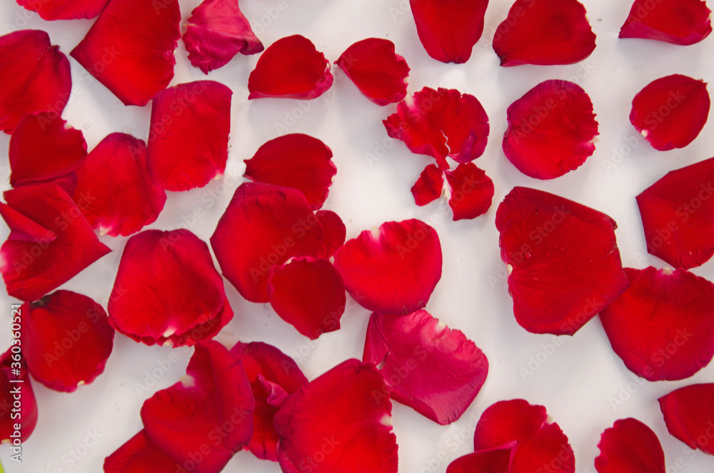 Beautiful red rose petal top view Beautiful red rose petal top view