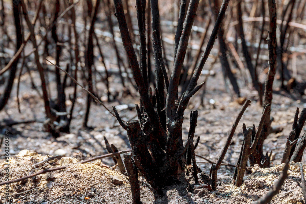 Charred trees after a forest fire. Natural disasters.