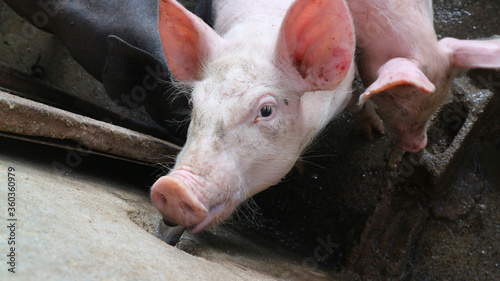 Many very white pigs in the pen