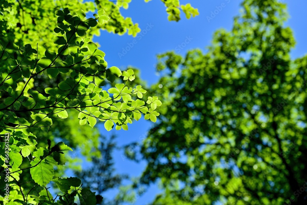 木漏れ日浴びて輝くシロヤシオの若葉＠奈良