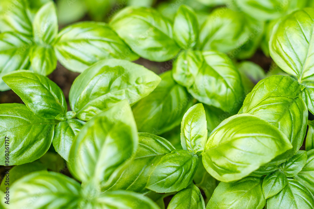 Fototapeta premium Growing basil plants, top view. Gardening, fresh greens. Cooking, culinary, Italian cuisine.