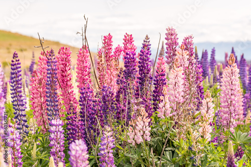 Lake Tekapo Flowers