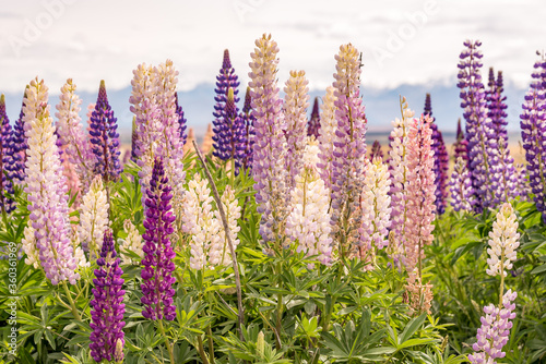 Lake Tekapo Flowers