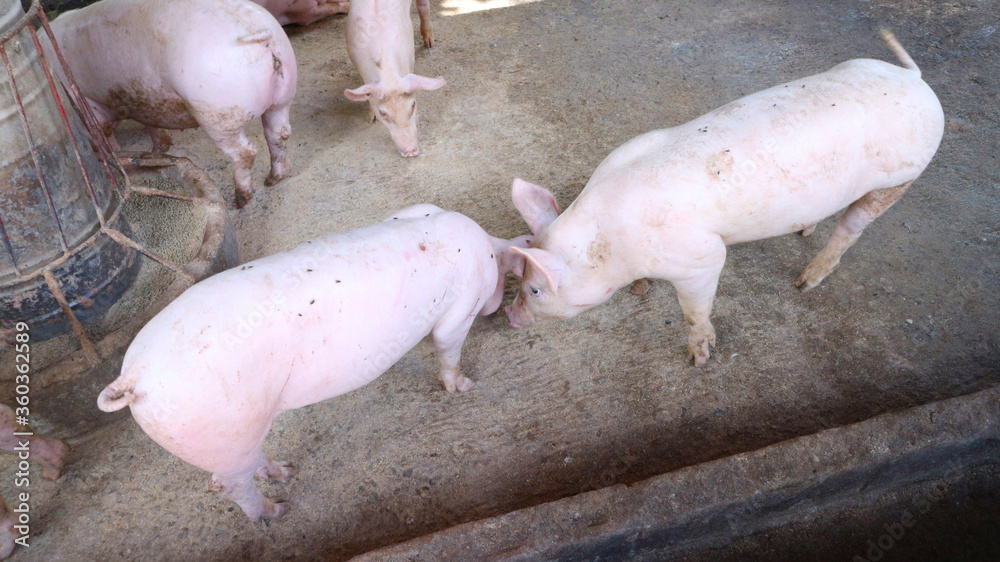 Many very white pigs in the pen Many very white pigs in the pen