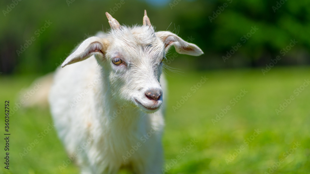 Close up of little goat grazing in green meadow.