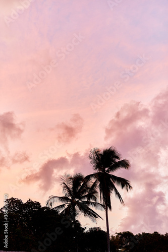 Epic summer sunset with palm tree in Pernambuco  Brazil