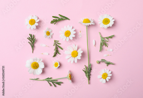 Flat lay composition with fresh chamomiles on pink background