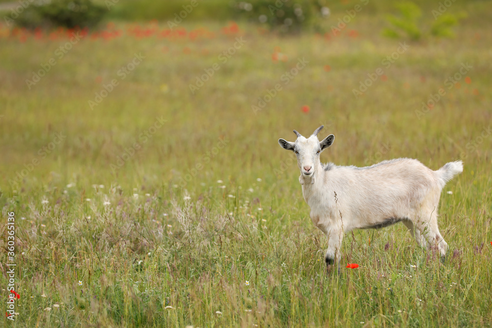 Cute goat in field, space for text. Animal husbandry Cute goat in field, space for text. Animal husbandry