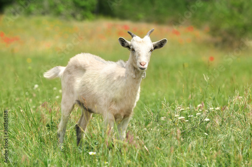 Cute goat in green field. Animal husbandry