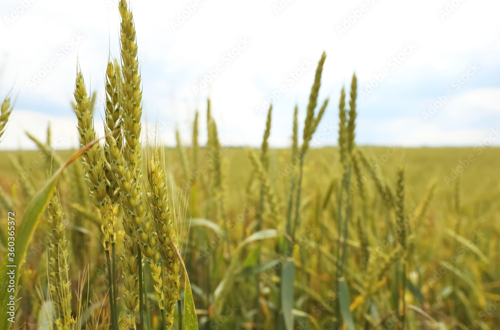Agricultural field with ripening cereal crop on cloudy day, closeup