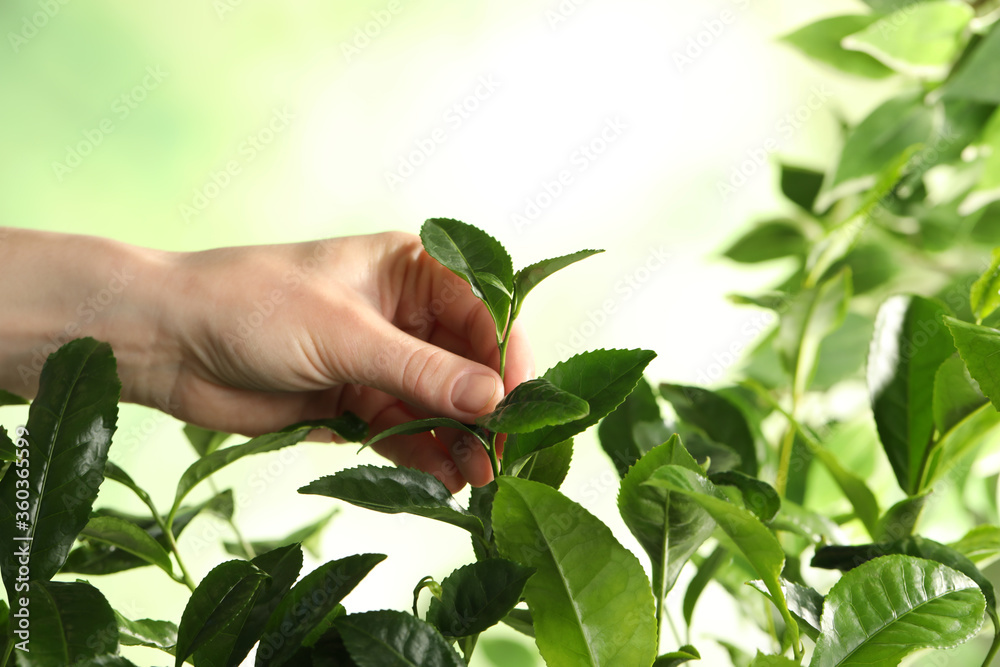 Farmer picking green tea leaves against light background, closeup Farmer picking green tea leaves against light background, closeup