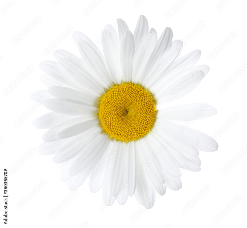 Beautiful fresh chamomile flower isolated on white