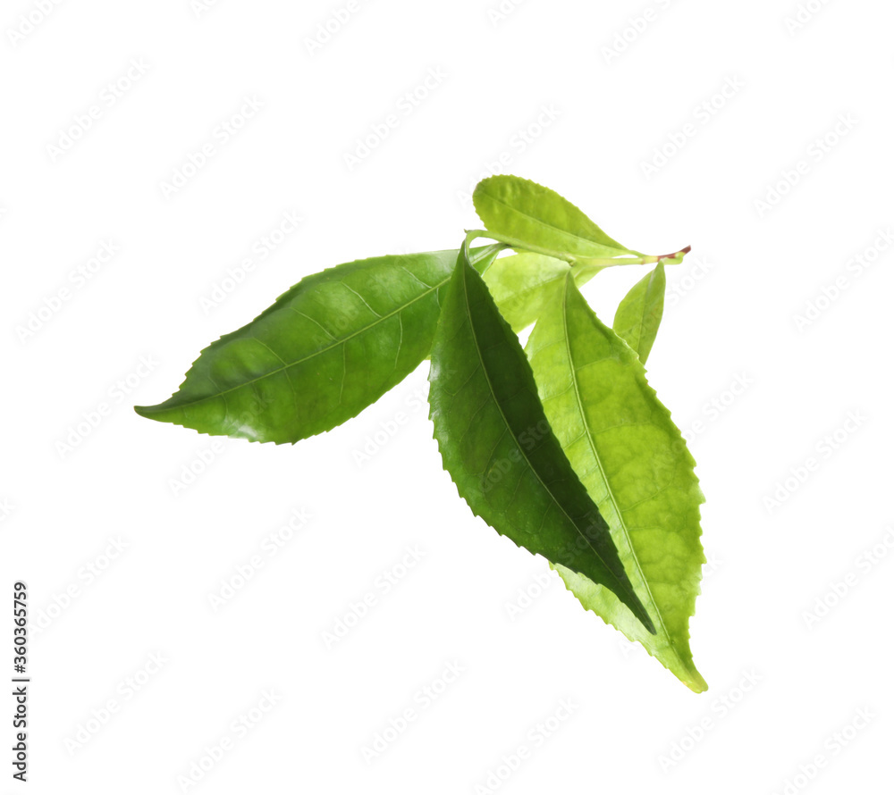 Obraz premium Green leaves of tea plant isolated on white