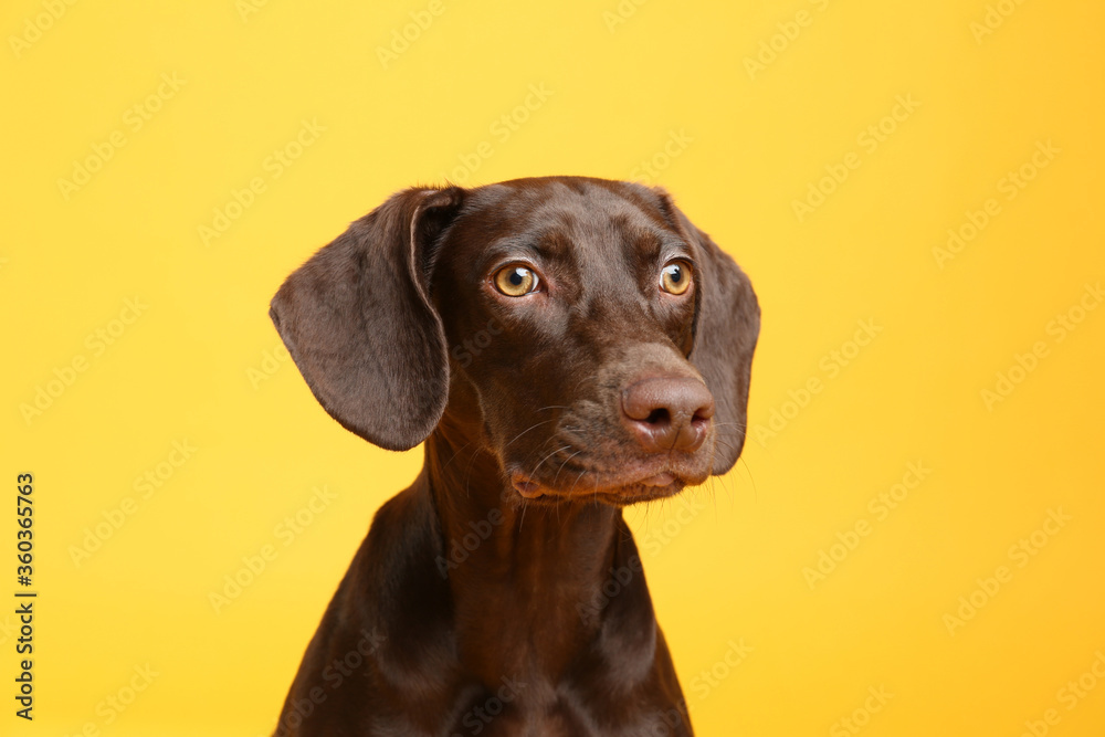 German Shorthaired Pointer dog on yellow background