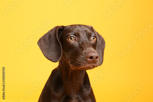 German Shorthaired Pointer dog on yellow background © New Africa