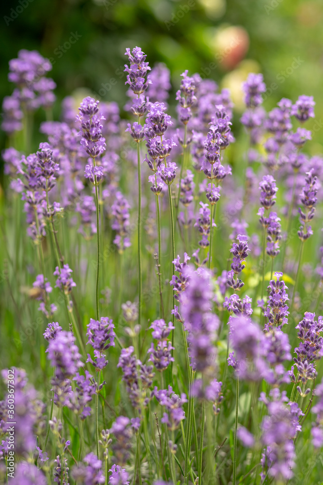 Background with blooming lavender bush. Background with blooming lavender bush.