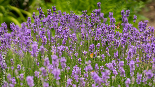 Background with lavender flowers and insects (Bee and Hummingbird hawk-moth).