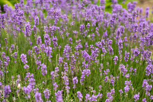 Background with blooming lavender bush.