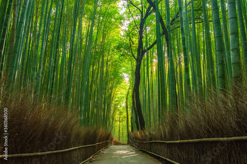 bamboo forest background in the morning for tranquil mood